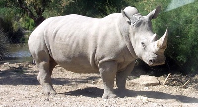 rhinoceros d
